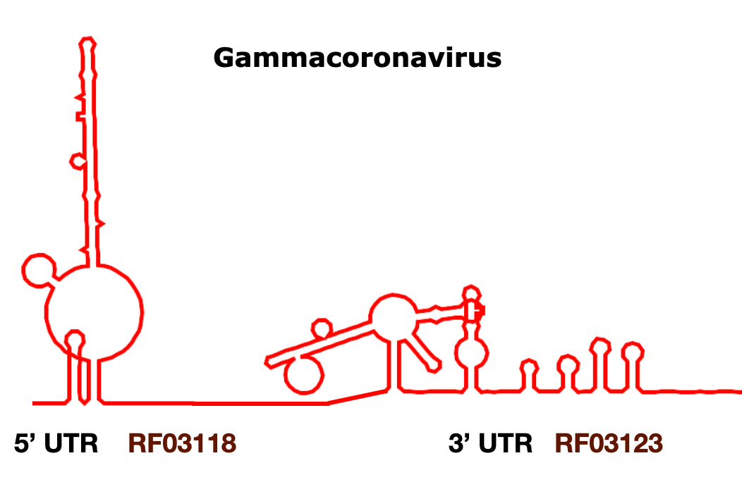 Gammacoronavirus